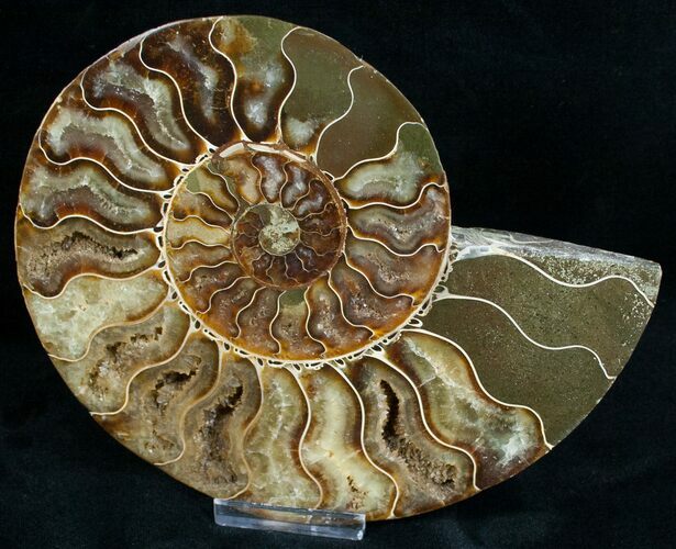 Beautiful Split Ammonite (Half) #6882
